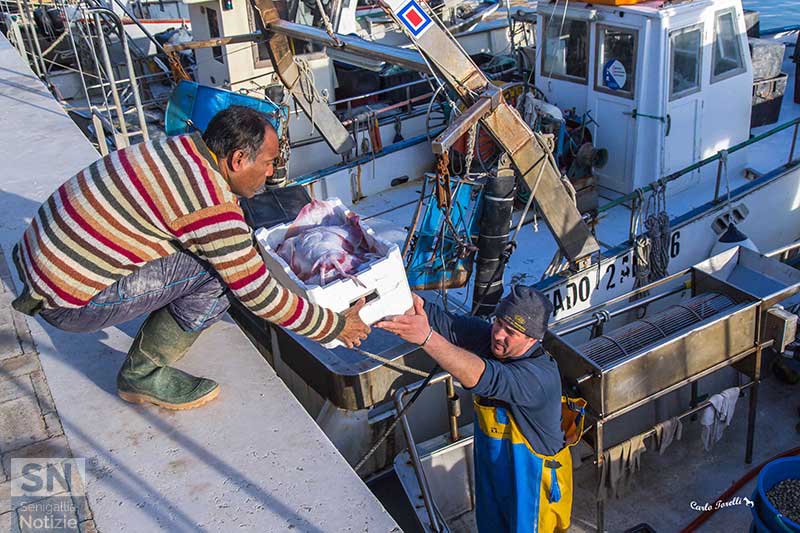 07/05/2017 - Il pescato