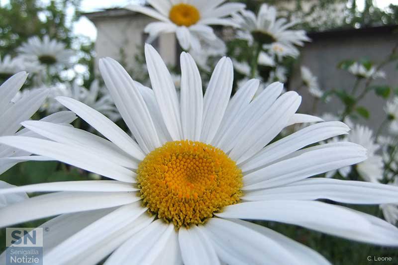 09/05/2017 - Margherite