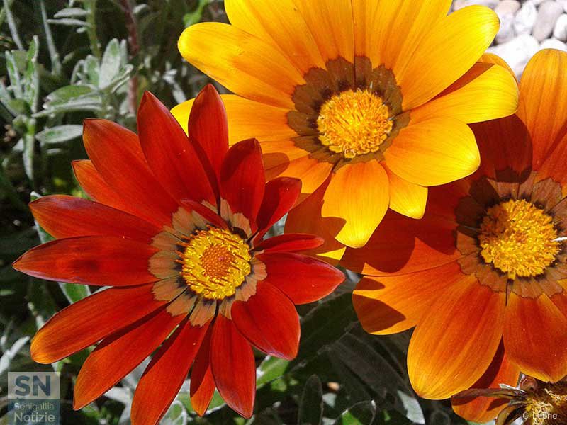 12/05/2017 - Rosso, giallo, arancio