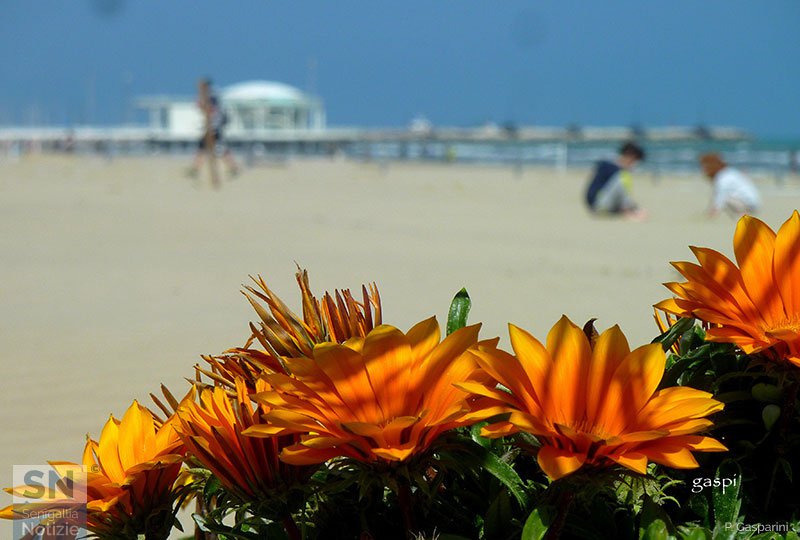 17/05/2017 - Fiori e Rotonda