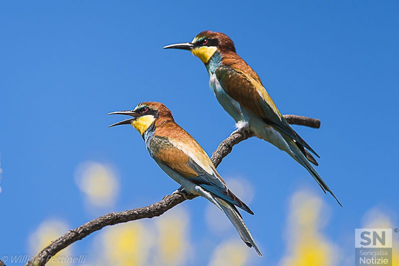 23/05/2017 - La coppia