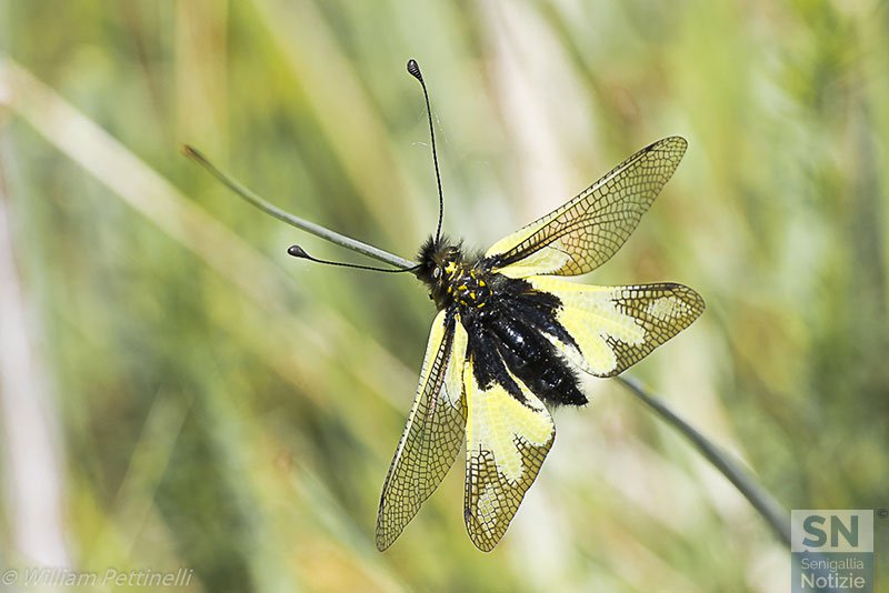 28/05/2017 - In primo piano