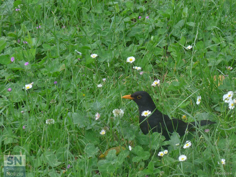 29/05/2017 - In mezzo al prato