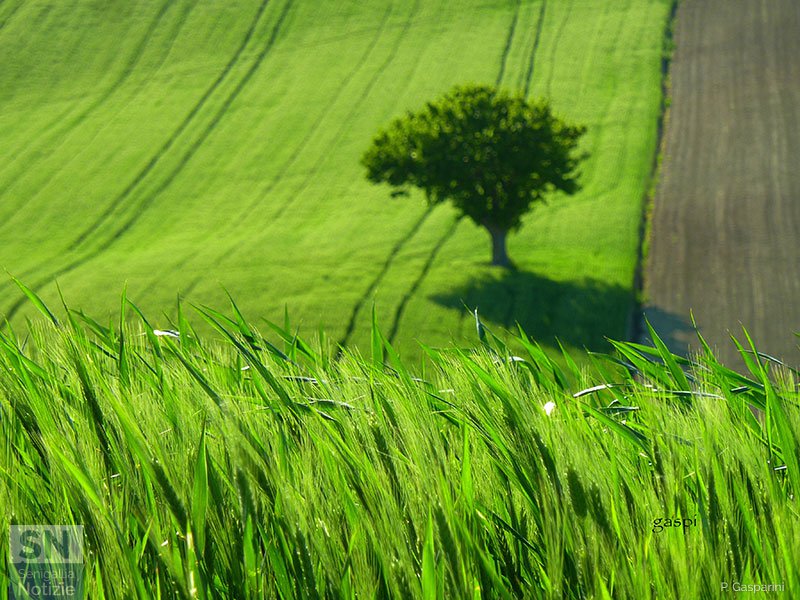 30/05/2017 - Campagna di San Silvestro