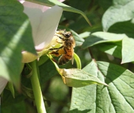 05/05/2017 - Il bottino
