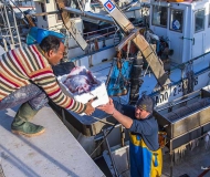 07/05/2017 - Il pescato