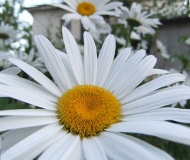 09/05/2017 - Margherite