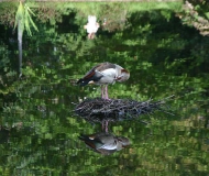 10/05/2017 - Specchio