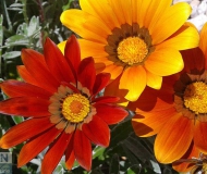 12/05/2017 - Rosso, giallo, arancio