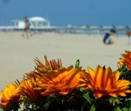 17/05/2017 - Fiori e Rotonda