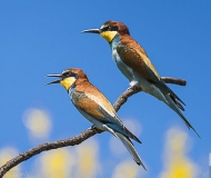 23/05/2017 - La coppia