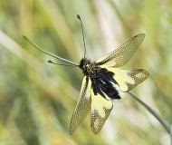 28/05/2017 - In primo piano