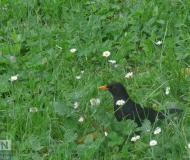 29/05/2017 - In mezzo al prato