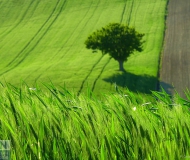 30/05/2017 - Campagna di San Silvestro