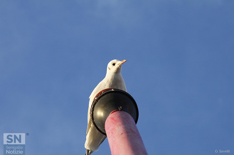 02/05/2018 - Dall'alto in basso