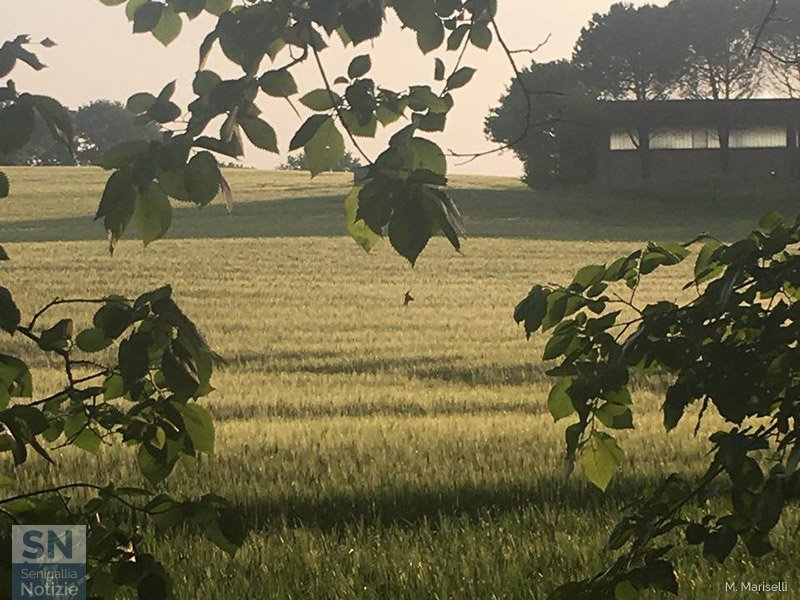 13/05/2018 - Sbuca un capriolo