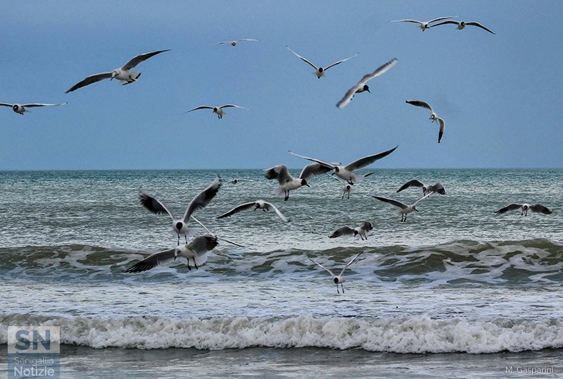 14/05/2018 - Gabbiani