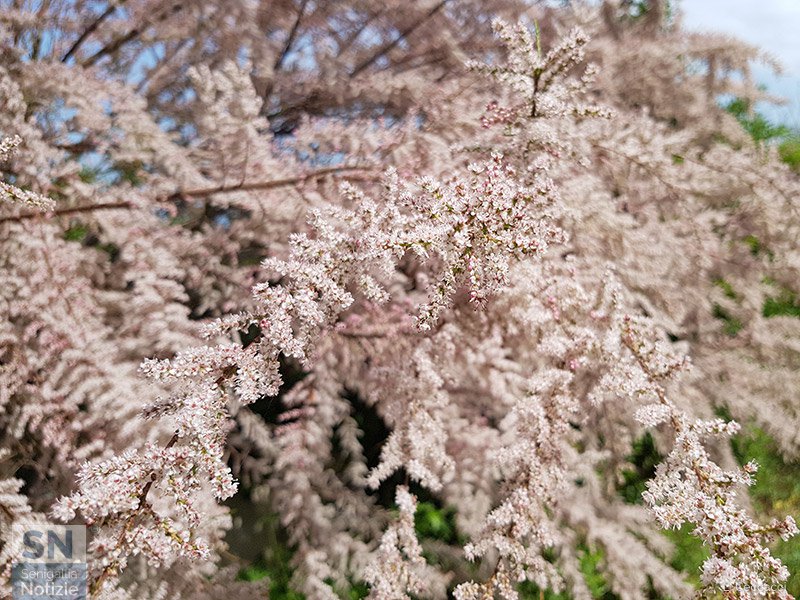 17/05/2018 - Fioritura in rosa