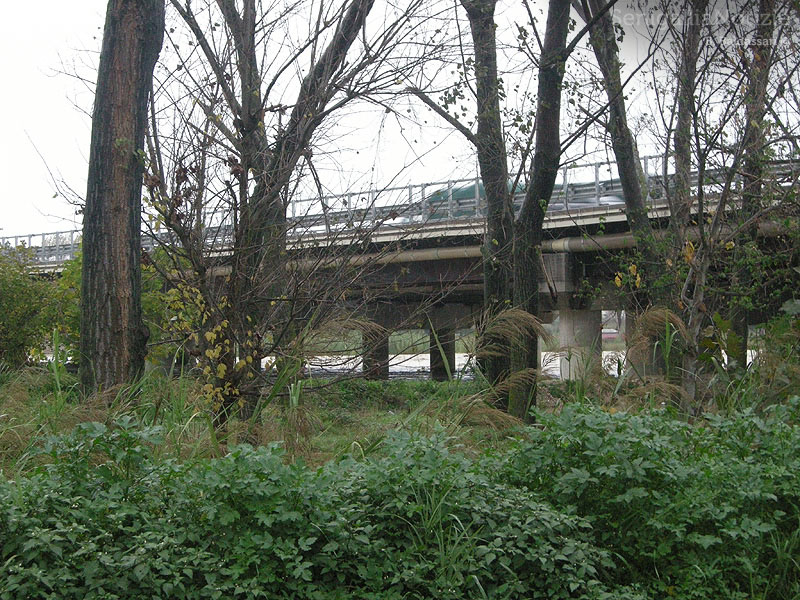 Il fiume Cesano ha tracimato lungo strada della Bruciata