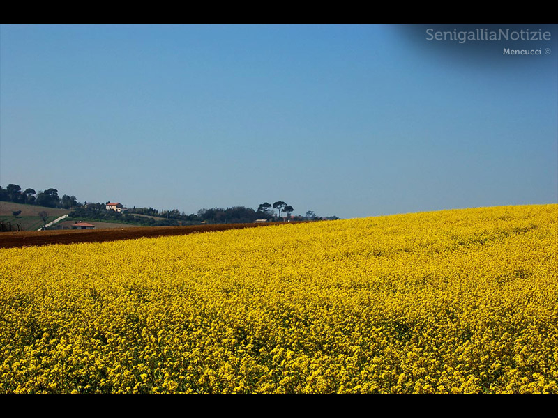 07/03/2012 - Campo con fiori