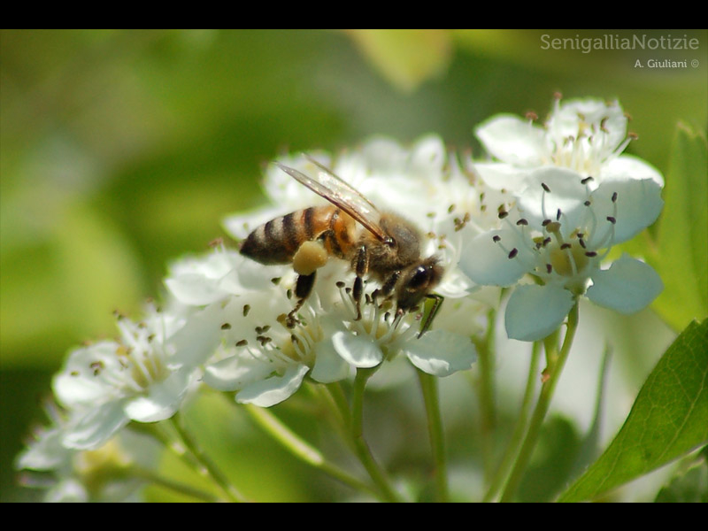 10/03/2012 - Ape in fiore