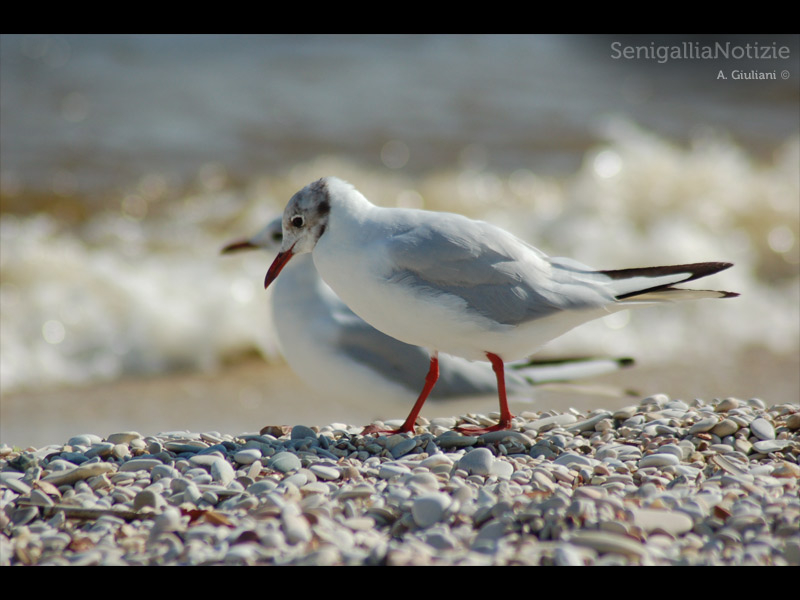 13/03/2012 - Gabbiani in spiaggia
