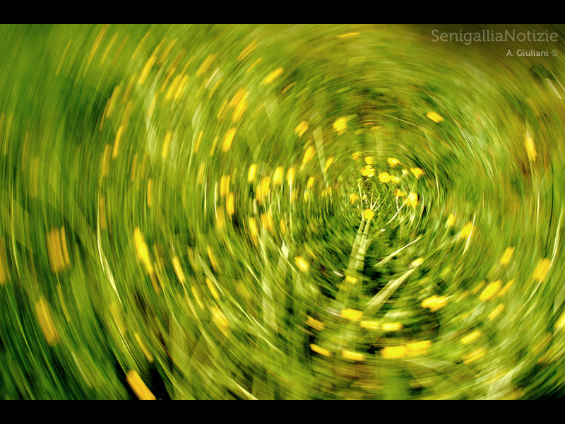 14/03/2012 - Spirale di fiori