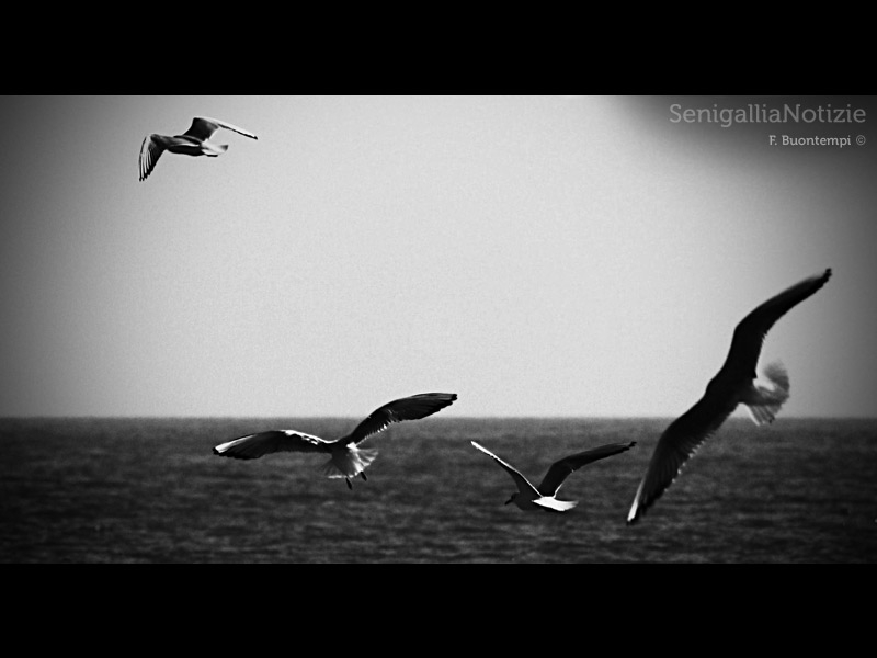 27/03/2012 - Gabbiani in volo