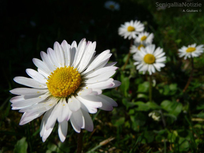 30/03/2012 - Margherite