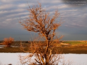 08/03/2012 - Panorama con albero spoglio