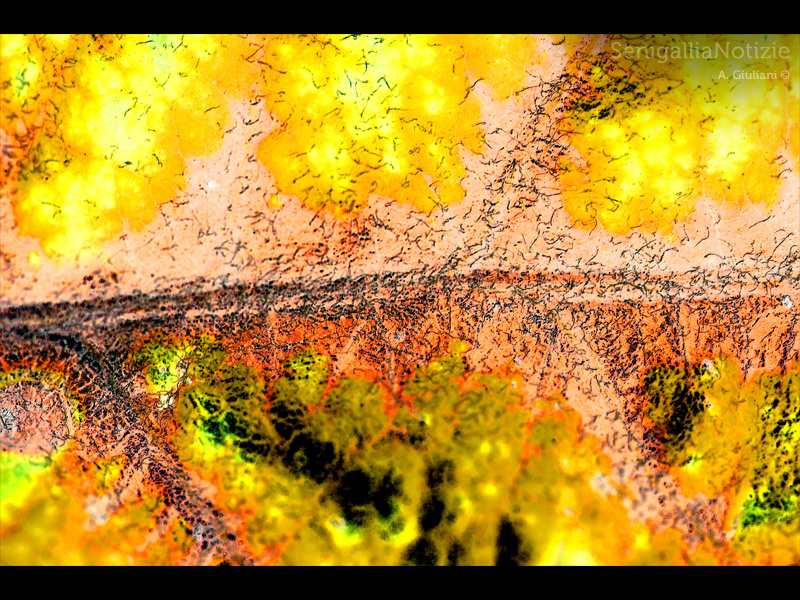 25/03/2013 - I colori in una foglia