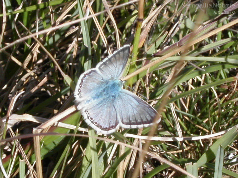 29/03/2013 - Una farfalla sopra i ciuffi d'erba