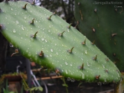 09/03/2013 - Gocce di pioggia sul cactus