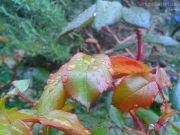 16/03/2013 - Pioggia sulle foglie di una rosa