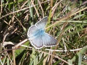 29/03/2013 - Una farfalla sopra i ciuffi d\'erba