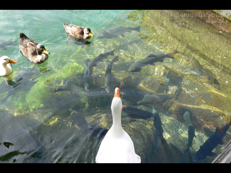 10/03/2014 - Sopra e sotto il pelo dell'acqua