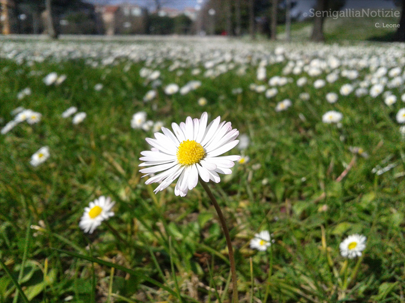 20/03/2015 - Primavera in arrivo!