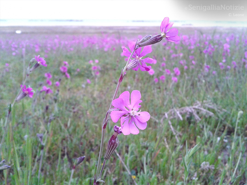 30/03/2015 - Campo fiorito