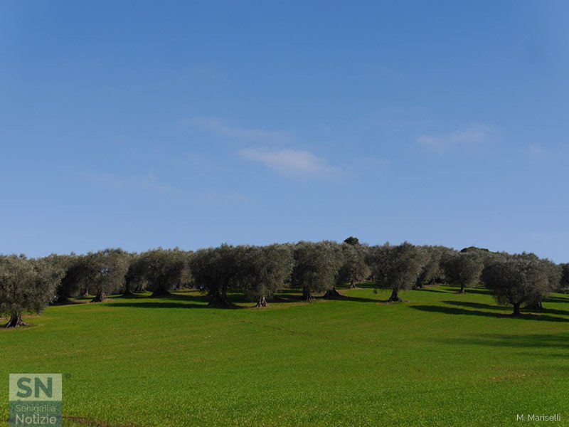 14/03/2016 - Ulivi a schiera