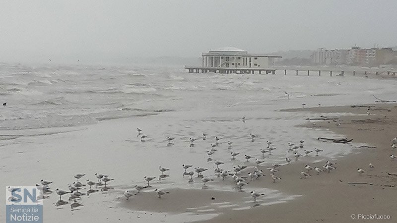 22/03/2016 - Seagulls