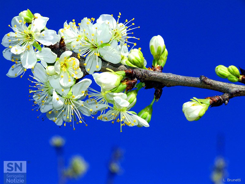 28/03/2016 - Albero in fiore