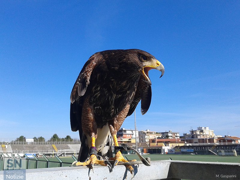 20/03/2017 - Falco allo stadio