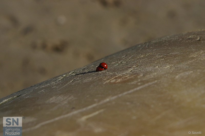 21/03/2017 - Primavera