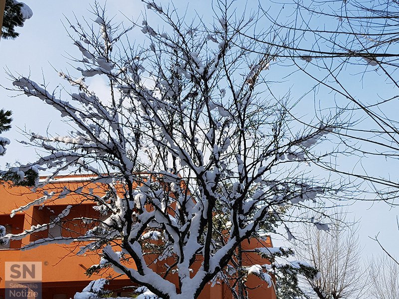 01/03/2018 - Rami gelati