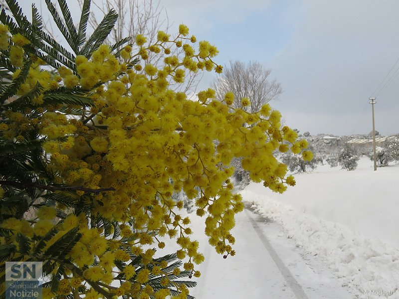 08/03/2018 - Festa della Donna al gelo