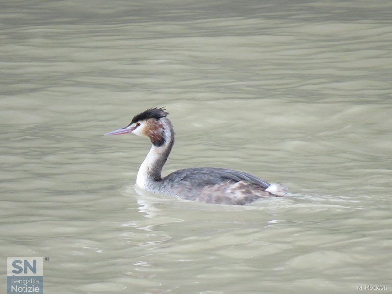 19/03/2018 - Uno svasso a Senigallia