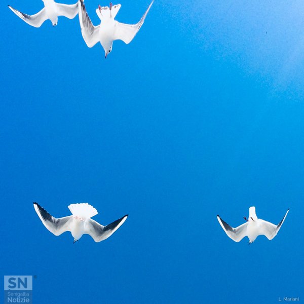 06/03/2019 - Gabbiani