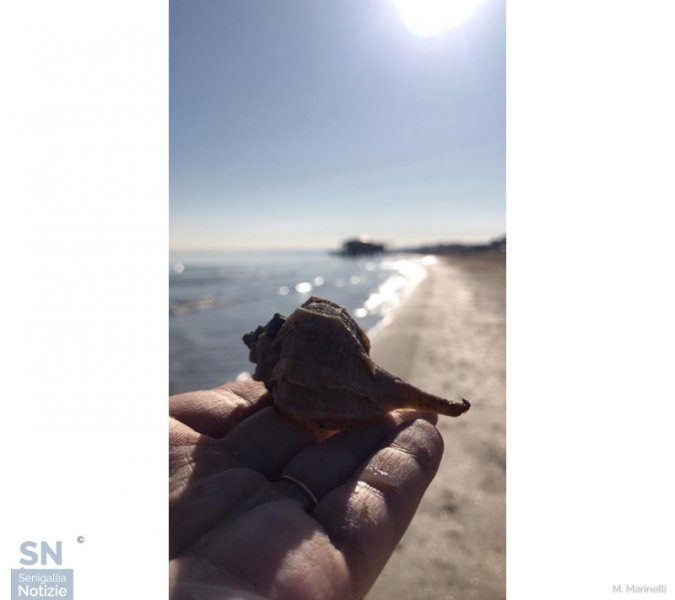07/03/2019 - Una conchiglia sul mare