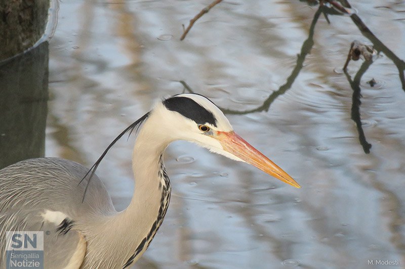 10/03/2019 - Il fotomodello di Senigallia