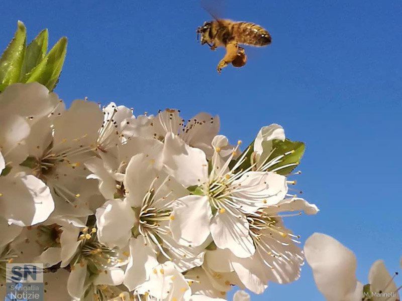 21/03/2019 - La prima ape di primavera